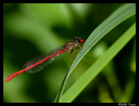 Agrion délicat - Ceriagrion tenellum